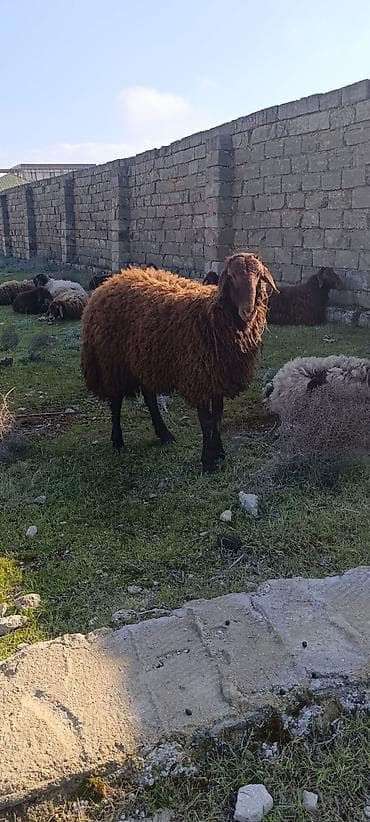 Salam 11ayliq tougludu əsl qocluqdu.30_35kilo arasıdır.yeke qoyunun