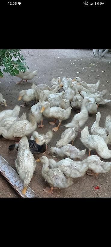 heyvan derisi: 15azn çox goturene endirim olacağ Pekin ordeklerdi — 3