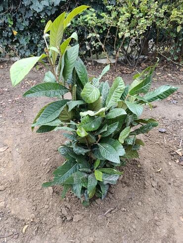 qeleme agaci: Yapon Ezgili Agaclari. 11 Eded Boyu 1 metr yarim olan 4 azn. 17 Eded — 4