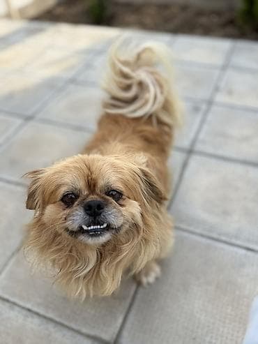 balaca sirin itler: Pekines — 2