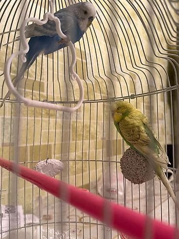 Аквариумы: Dalmatin və sarı-yaşıl rəngli iki dalğıç (büdcəqarışıq) cütü və tam — 2