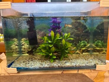 Akvarium seti - Şəffaf plastik/güzgü effektli akvarium, düzbucaqlı