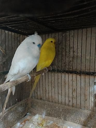 tutuquş: Çex papuqaylar bir çüt,ağ rəngdə olan erkek,sarı olan isə mayadır.Bu — 6