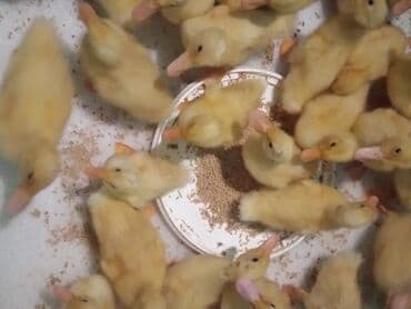 Ножи: Satışda: ördək balaları - Növ: sarı tüklü, sürətlə böyüyən — 2