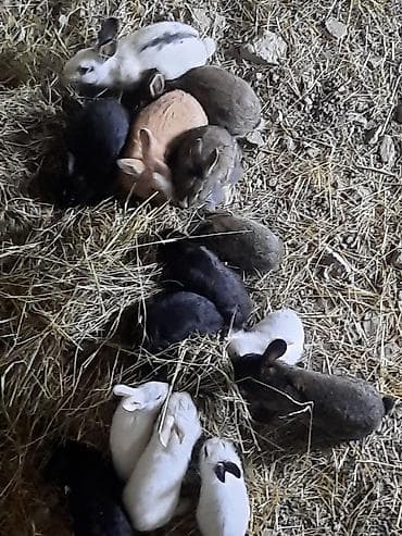 Atlar: Satılır: müxtəlif rəng və naxışlarda ev dovşanları - Seçim: ağ, qara — 2