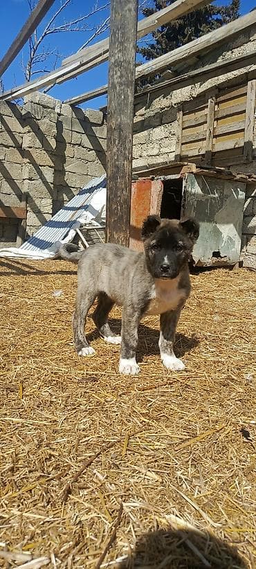 en ucuz itler: Kanqal, 2 ay, Erkek, Peyvəndli, Ünvandan götürmə — 2