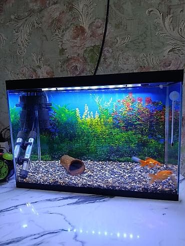 qus bazari bakida: Dördbucaq akvarium, Balıqlarla birlikdə, 40 l, Ünvandan götürmə — 2