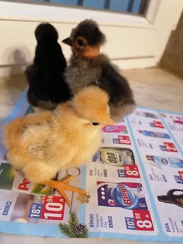 tovuz quwu: Toyuq cücələri, Damazlıq — 2