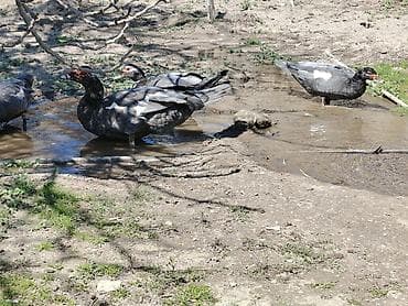 ordek satisi: Şəkildəki Macarıstan sortu Lal ördəklər satılır. 1 dənəsi kürt düşüb — 8