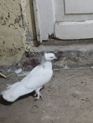 Akkumulyatorlar: Tam saglam erkeydi. Kesik tutulib quw goz qabagundadi. 17 tukdu — 2