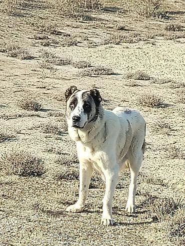 dana heyvan: Cəmi 2 eded Erkek Qurdbasar kuciki qalib ATA Anasida ordadi barter — 4