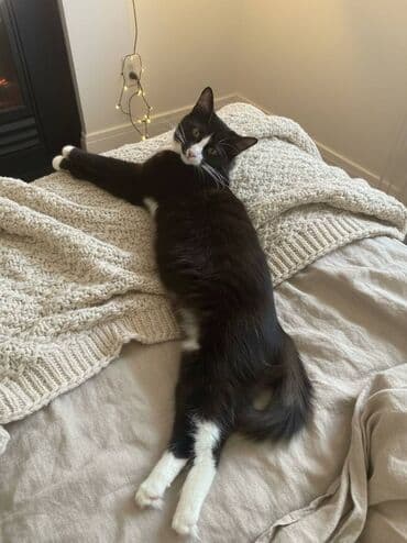 отдам в хорошие руки котенка: Самец, Самка, В добрые руки — 1