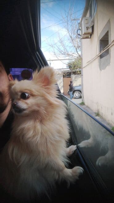 Pomeranian Spitz balası - Zərif, uzun və yumşaq krem rəngli tüklü