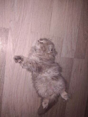 мейн кун купить в баку: Qızıl şinşilla, Dişi, Yaxşı əllərə, Ünvandan götürmə — 2