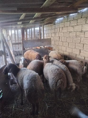 jersey cinsi: Qoyun sürüsü – 9 baş Məhsul təsviri: - Fotoşəkillərdə göstərilən ailə — 4