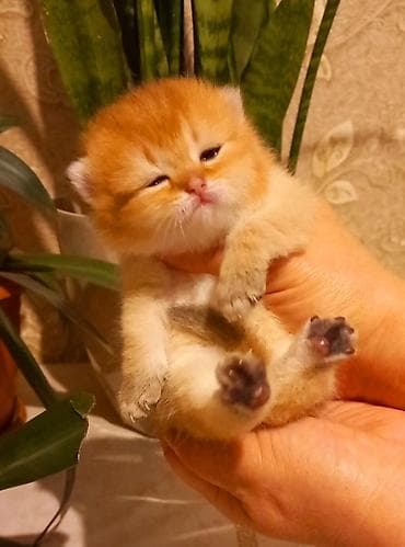 heyvan cantasi: Britan, Erkək, Yaxşı əllərə, Ünvandan götürmə — 3