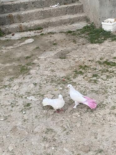 əbabil quşu qiyməti: Hamsin bir yerden. Satirlir 60 azen hamsin cutun — 2