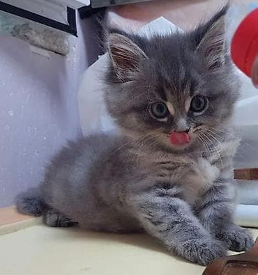 pişik ucuz: Meyn-kun — 5