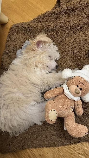 bakida it barinagi: Malta bolonka, 3 ay, Dişi — 3