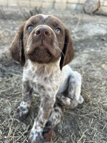 Kurtxar, Dişi, Peyvəndli, Ödənişli çatdırılma, Rayonlara çatdırılma
