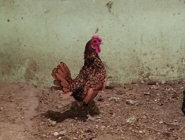 toyuq cucə: Toyuq, Damazlıq — 1