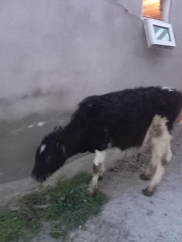 simental erkek dana: Endirimi olcaq — 2