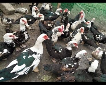 Bitkilər: Muscovy ördəyi – təmizlənmiş karkas və daxili orqanlar - Növ: Muscovy — 3