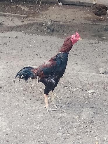 it heyvan: Xoruz, Heyratı, il: 1, Ünvandan götürmə — 4