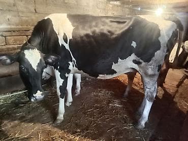 balali inək: Temiz cins inekler satilir 2 ci qarina 8 ay boqazdilar! — 7