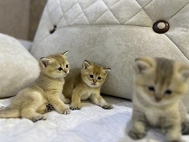 pişiy: Britan — 7