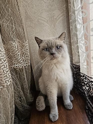 sinsila pisik: Britan, Ödənişli çatdırılma — 2