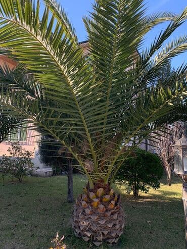 əhəng daşı satışı: Torf gubresinn satşi 2.50kepik çox olana endirim olacaq super — 14