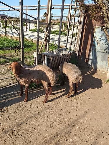tap az qusar heyvanlar: Qurbanlığ və ya damazlığ qoclardı 1 il 7aylığdı ünvan Binə qəsəbəsində — 2