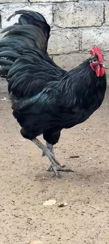 Digər kənd təsərrüfatı heyvanları: Avstroliup xoruztoyuqlar və Hind quşlari Amerkan Bronz Big 6 sortlar — 2