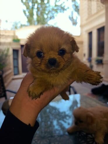 İtlər: Pekines, 2 ay — 2