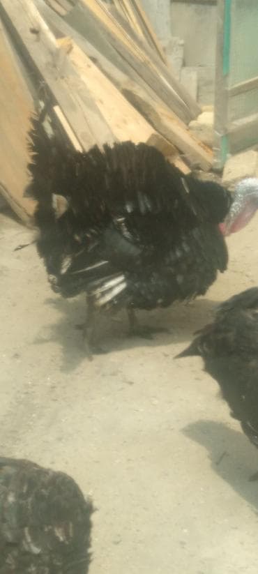 vendam kendi: Qara hinduşka sürüsü - Növ: Ev quşu – hinduşka - Rəng: Qara — 2