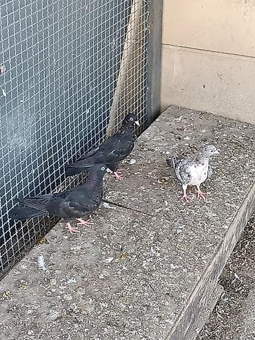 Pişiklər: Uçurmalı balaları. ağ dimdik qara ilə əbrəş iran quşlarından çıxıb — 1