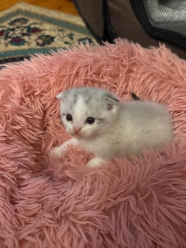 anqora pişik: Yaxşı əllərə — 5