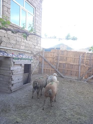 qoyun satilir: Erkəy quzu satilir ucuz ve sağlam — 3