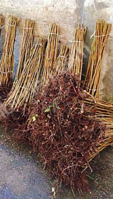 надувные матрасы в баку: Fındıq tingləri – şitillər - Növ: klassik şirin fındıq (Corylus — 1