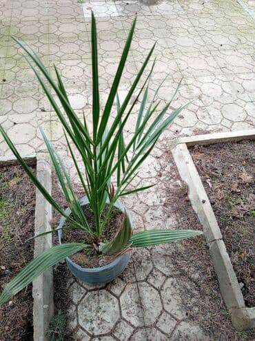 Все для дома и сада: Satılır: Küçük ölçülü bağ və balkon üçün 2 ədəd dekorativ/quivamlı — 1