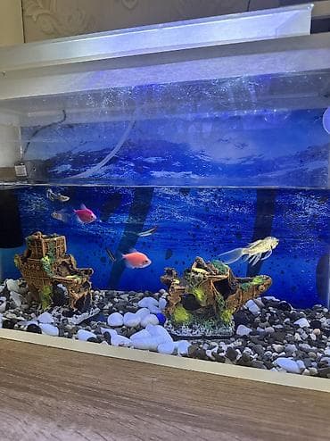 akvarium balıq: Tecili satilir.50x30x20 Akvariuma aid herbirwey var. baliqlarla — 4