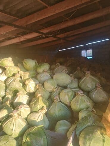 Tərəvəzlər: Məhsul: Ağ kələm (baş kələm) Təsvir: - Anbar şəraitində taxta — 1