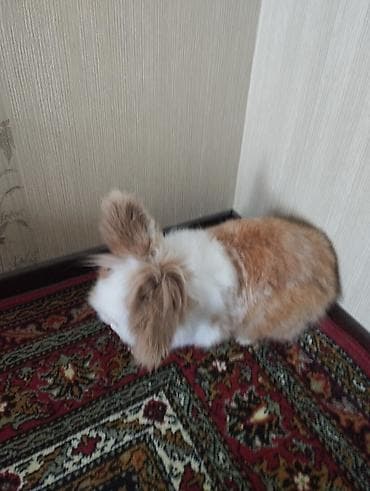 ŞİR BAŞLİ DEKORATİV ERKƏK EV DOVŞANİ. - Növ: dekorativ ev dovşanı