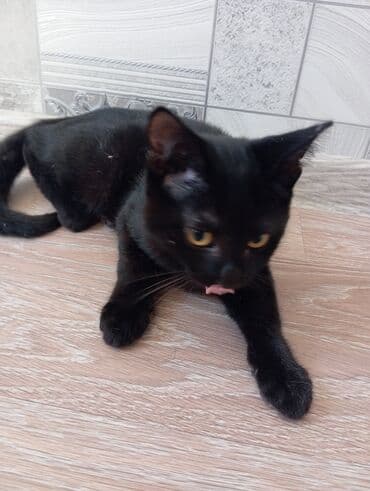 собака в добрые руки баку: Erkək, Yaxşı əllərə, Ünvandan götürmə — 2