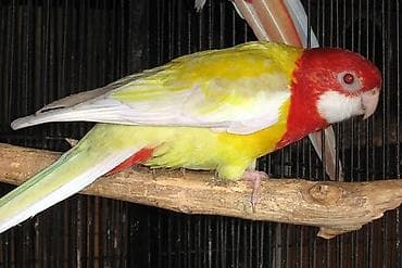 keklik satışı: Rozella tek tek da satilir — 2