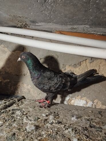 dekorativ quslar: Satılır: ev göyərçinləri - Növ: dekorativ/uçuş göyərçinləri - — 2