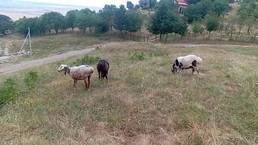 Heyvanlar: 7 baş Qazaxıstan sortu dişi qoyun satılır. 6-sı ikinci qarına boğaz — 4