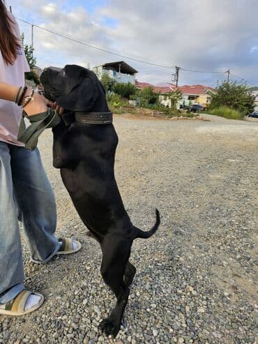itler bala: Kane-Korso, 3 ay, Erkek, Peyvəndli, Ünvandan götürmə, Ödənişli çatdırılma — 1