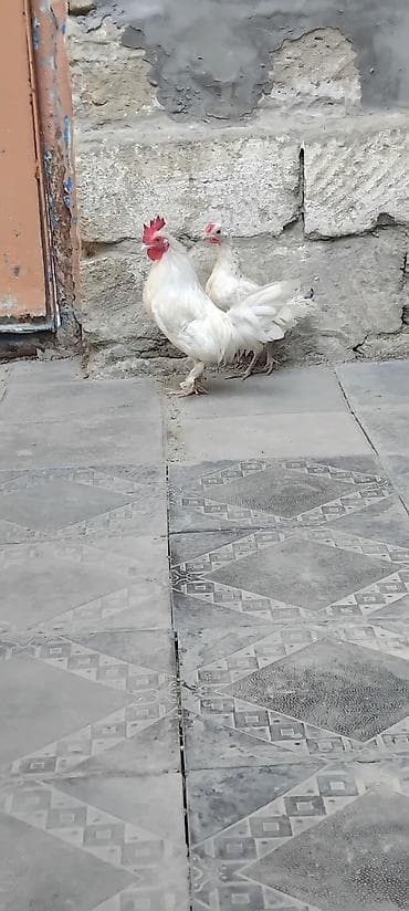 K/t heyvanları üçün mallar: Toyuq, Damazlıq — 3